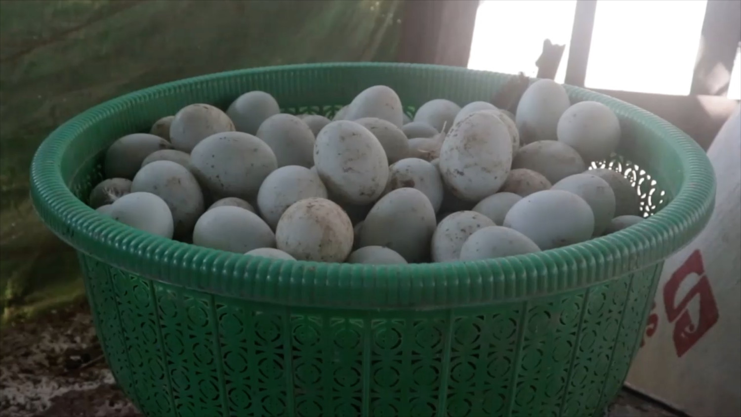 Telur bebek Desa Sambora Mempawah laris manis jelang Idul Adha