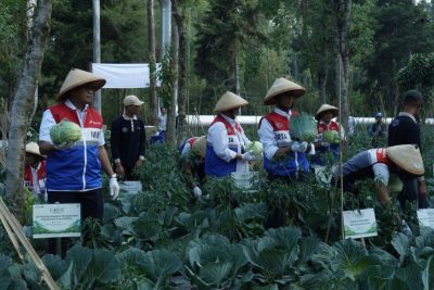PGE bantu petani Kamojang panen 70 ton kubis lewat inovasi pupuk