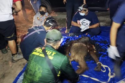 BKSDA selamatkan induk dan anak orangutan yang terjerat di Kotim
