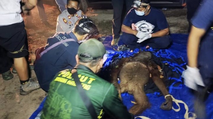 BKSDA selamatkan induk dan anak orangutan yang terjerat di Kotim