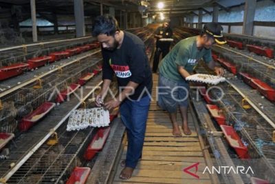 Pemerintah siapkan formulasi libatkan UMKM sediakan bahan makanan MBG