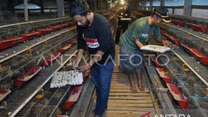Pemerintah siapkan formulasi libatkan UMKM sediakan bahan makanan MBG