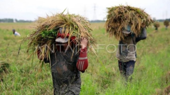 Bulog Medan optimalkan serapan gabah meski target tahunan terlampaui