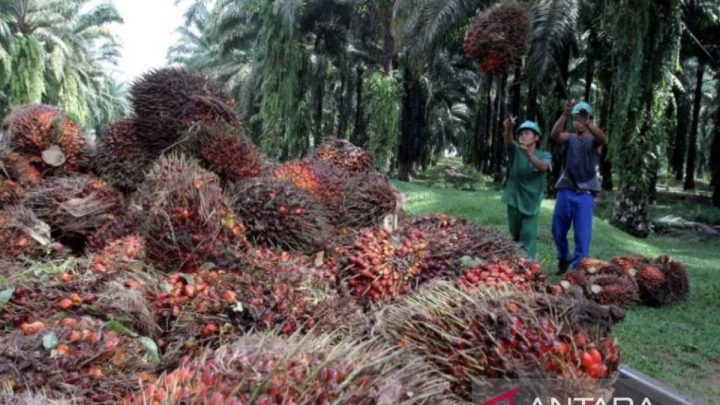 Disbun Kaltim tetapkan harga tertinggi TBS sawit Rp3.542 per kg