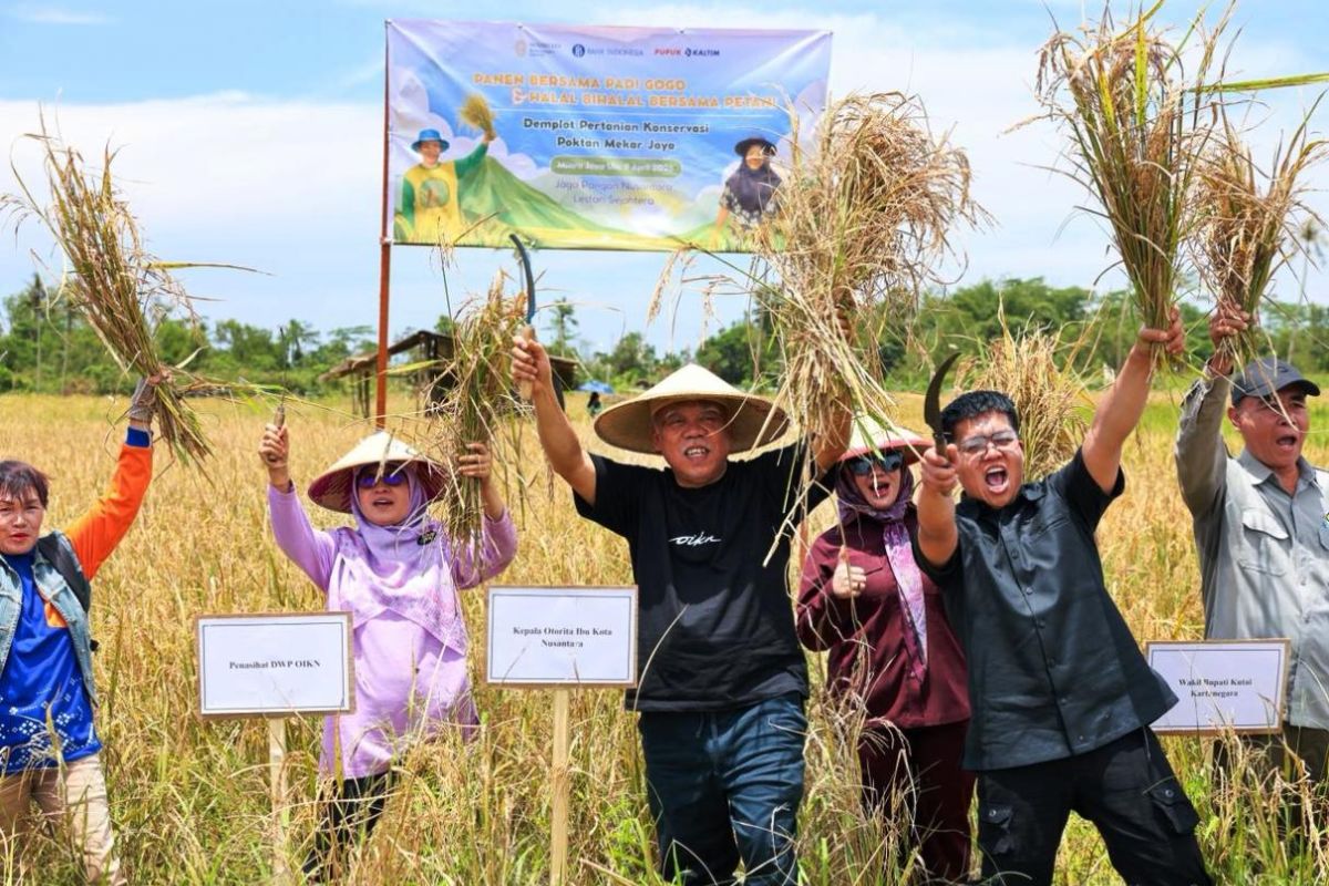 Kolaborasi OIKN-IPB hasilkan panen padi gogo 20 hektare di Nusantara