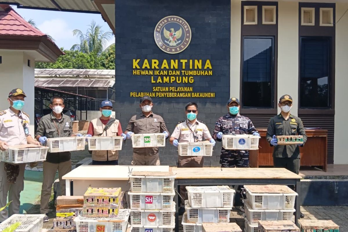 Topics Covered: Karantina Lampung gagalkan penyeludupan 620 satwa liar