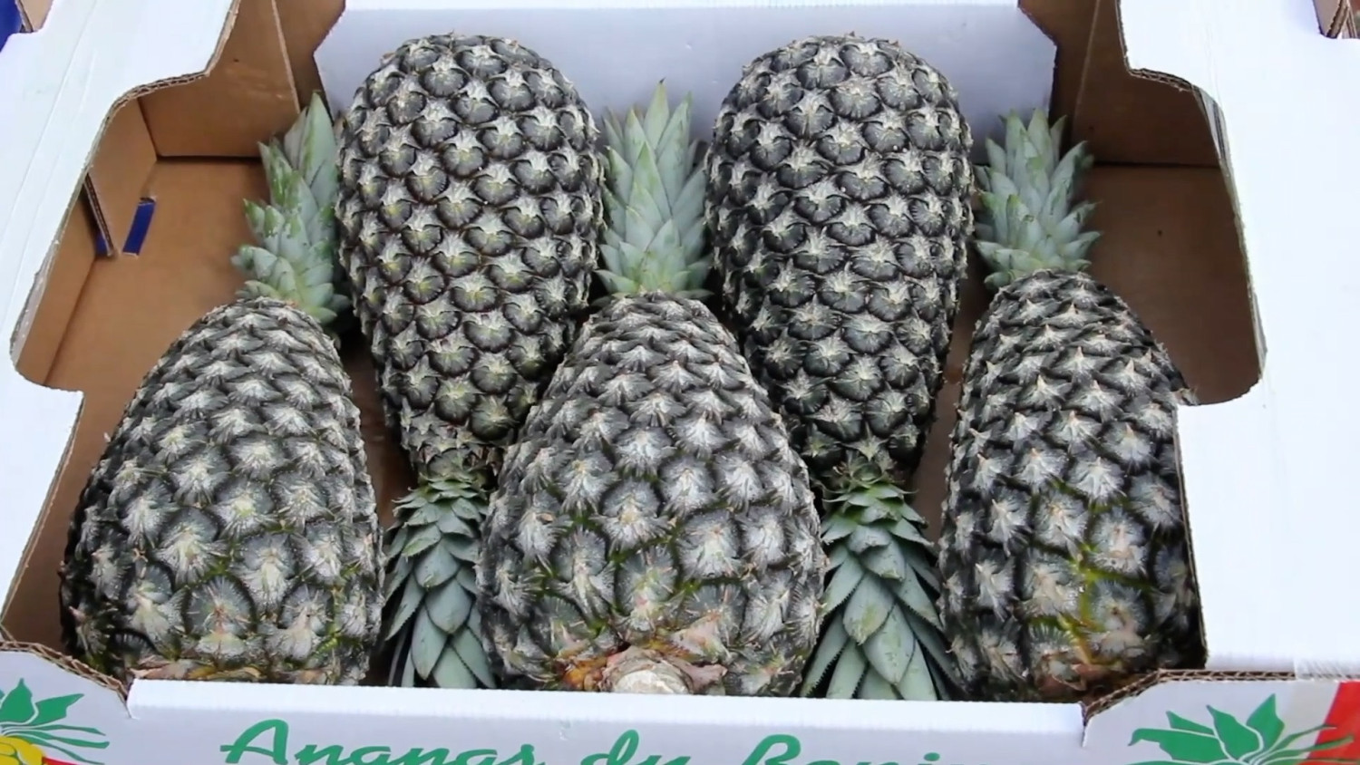 New Policy: Kebijakan nol tarif China angkat nanas Sugarloaf dari Benin