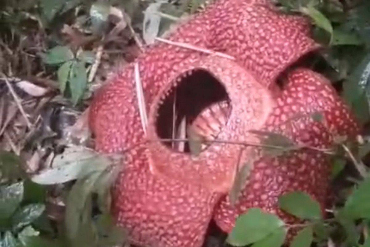 Historic Moment: Bunga Rafflesia arnoldii ditemukan mekar sempurna di Rejang Lebong