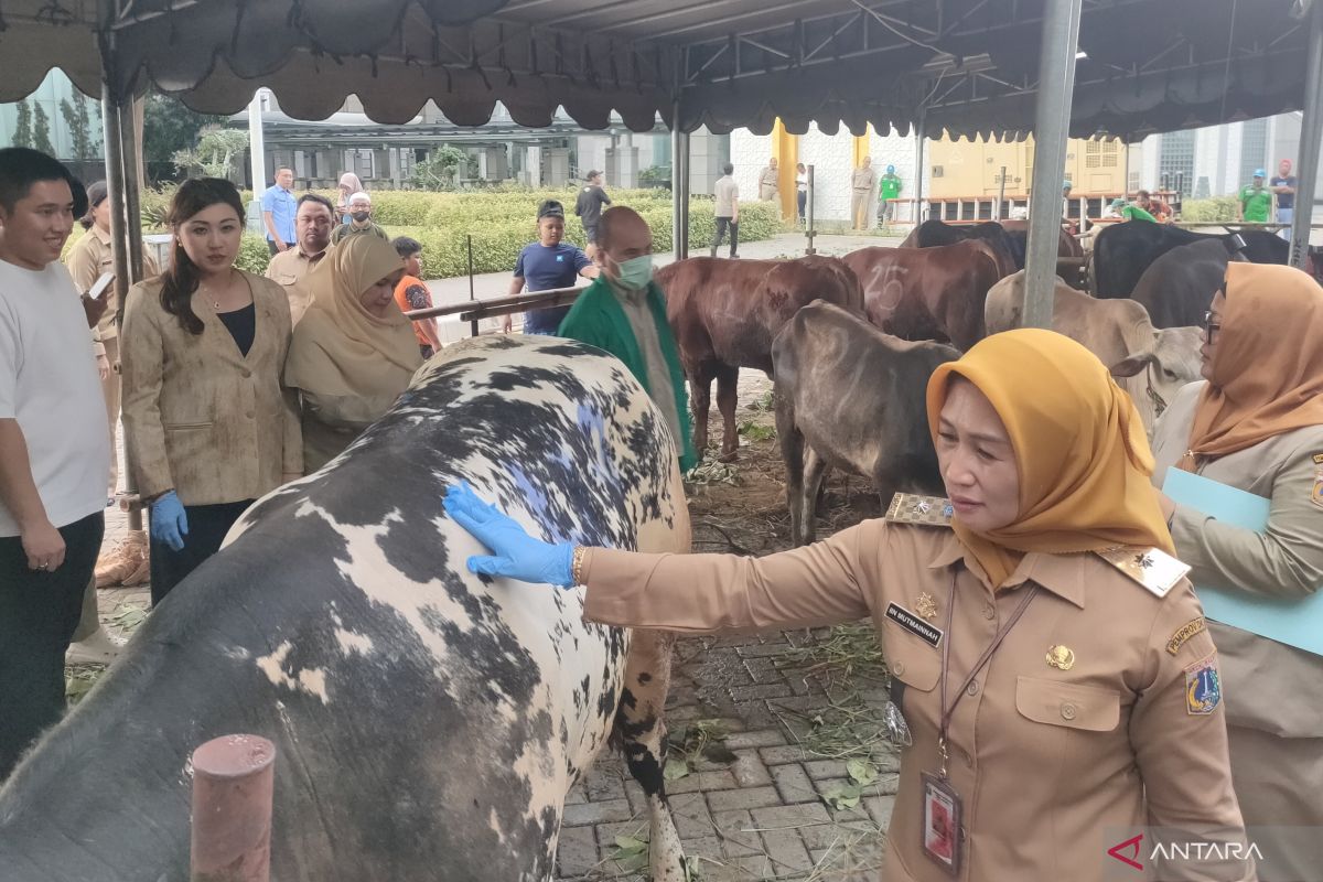 What Happened During: Pemkot Jakbar siap sebar 55 hewan kurban untuk Idul Adha
