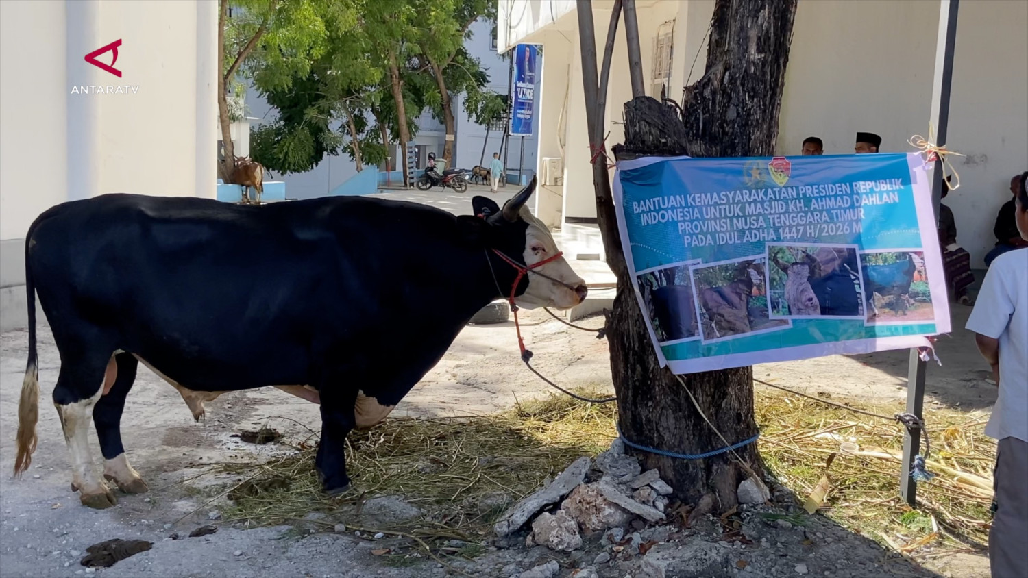 Sapi kurban 1,1 ton bantuan Presiden disalurkan di Kupang