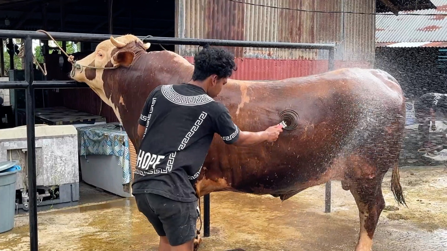 New Policy: Sapi 1,1 ton dari Presiden untuk warga terdampak bencana di Padang