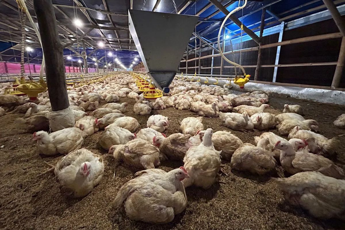 Perhimpunan Peternak dorong perbaikan tata kelola stabilkan harga ayam