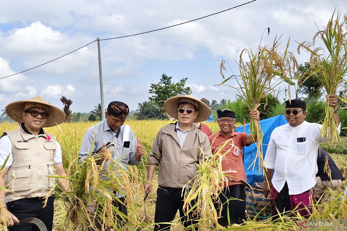 Kemasan beras mansur diperbaiki – pendapatan petani Gianyar naik
