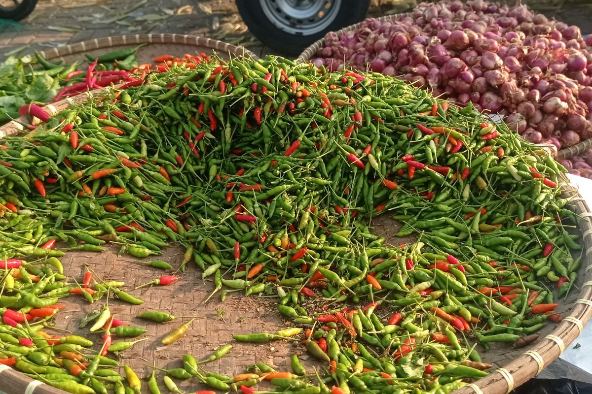 Latest Facts: Harga komoditas cabai di Lebak turun