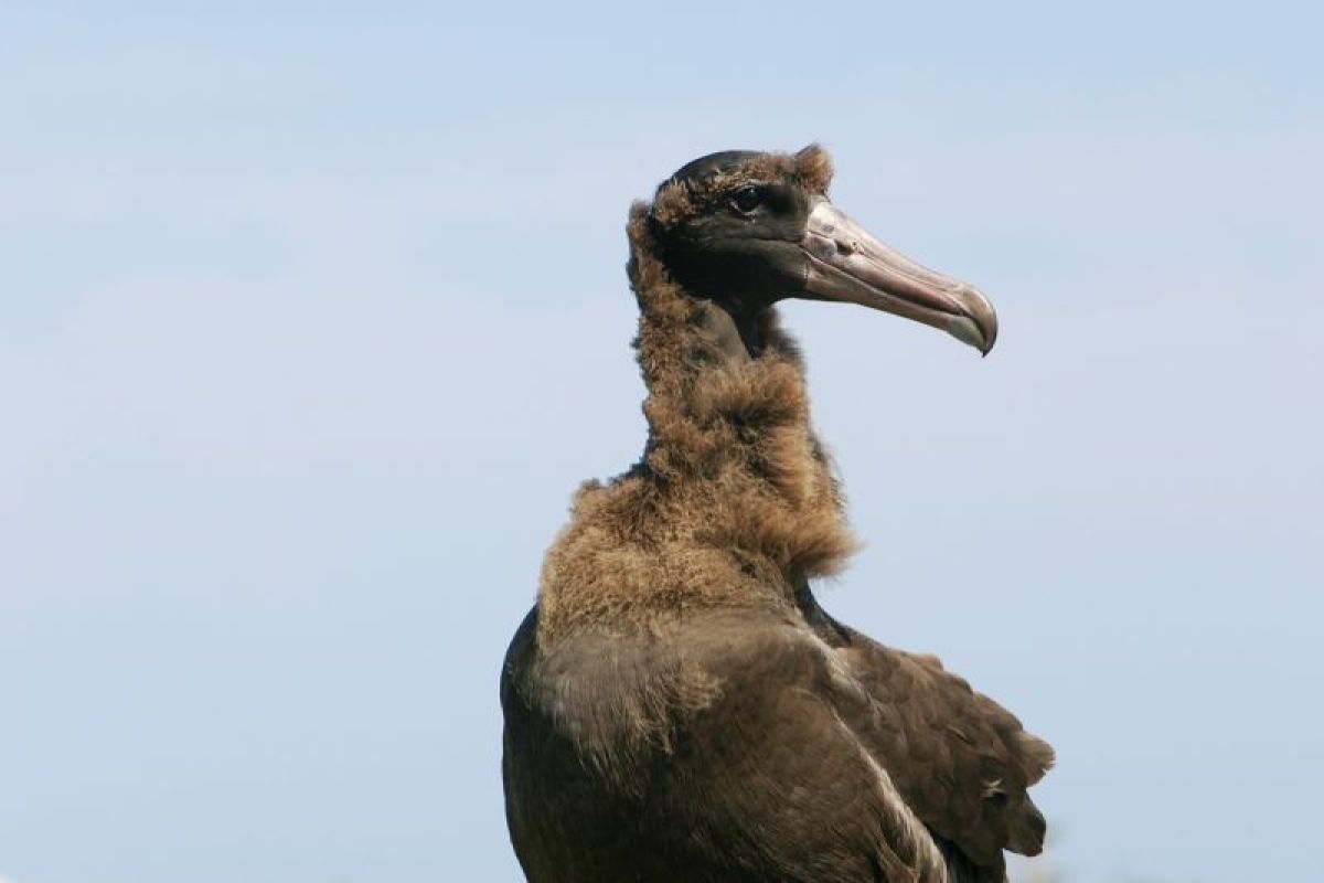 Sempat punah – jumlah albatros langka di Jepang terus bertambah