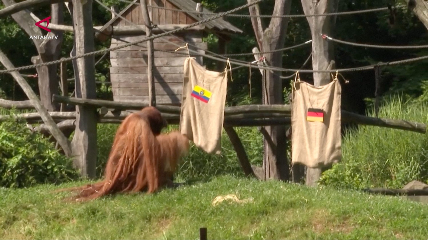 Orangutan dan gajah ramal pemenang pertandingan Jerman vs Ekuador