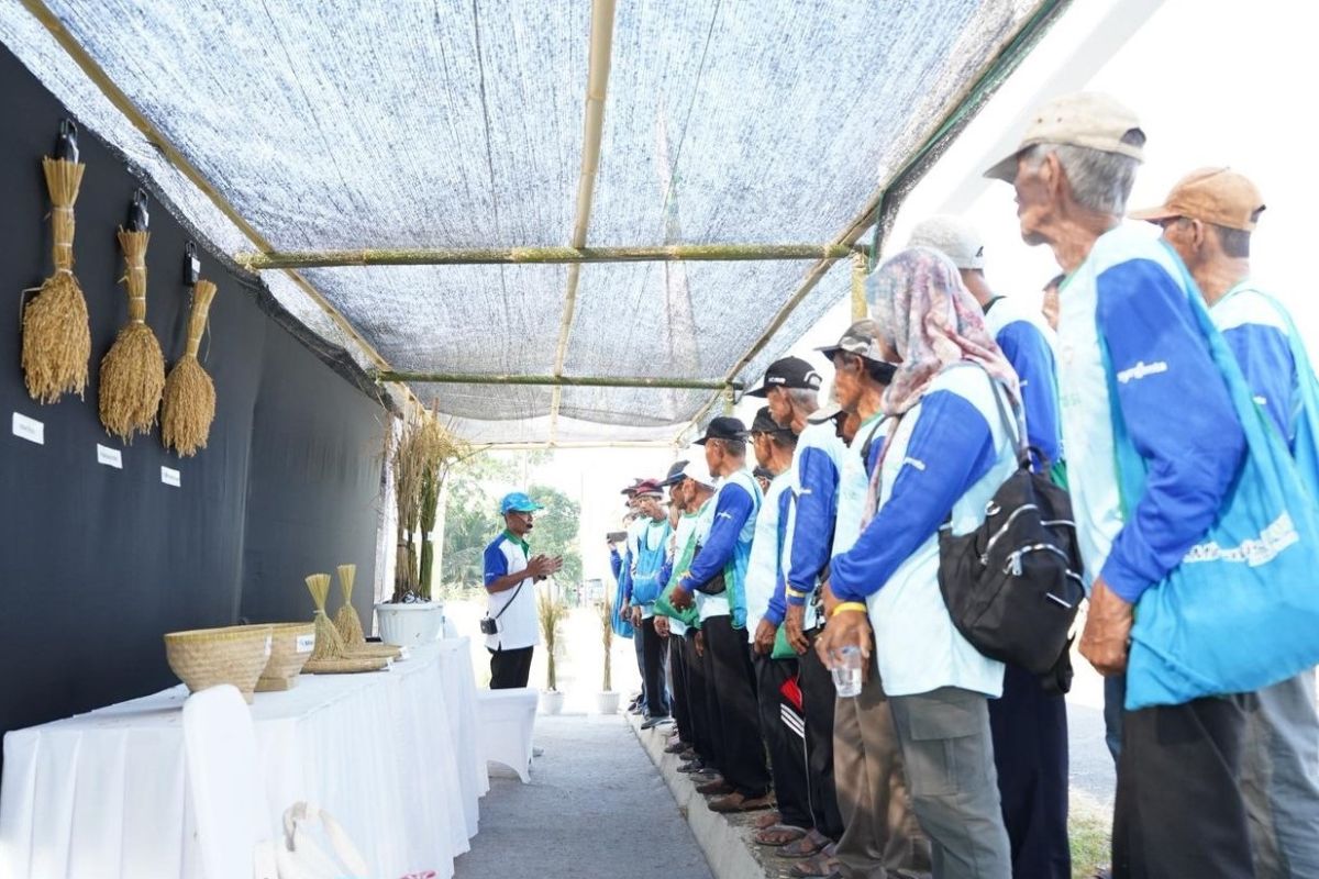 Key Strategy: Syngenta Indonesia luncurkan inovasi fungisida untuk budidaya padi