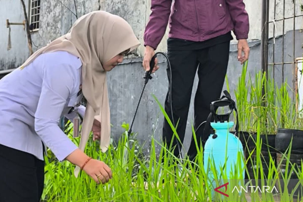 Special Plan: Kelurahan Pasar Minggu ciptakan inovasi budi daya padi dalam galon