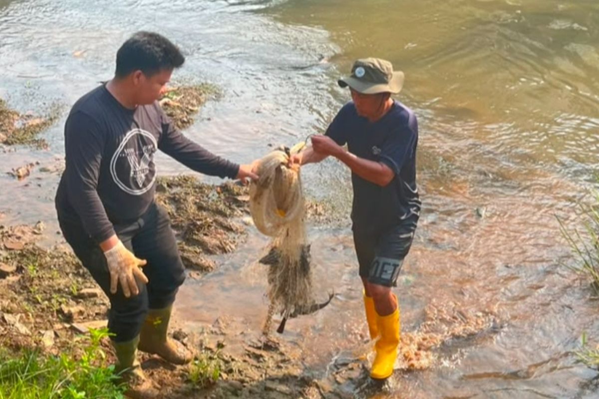 Selamatkan ekosistem sungai – 93 kg sapu-sapu ditangkap di Pesanggrahan