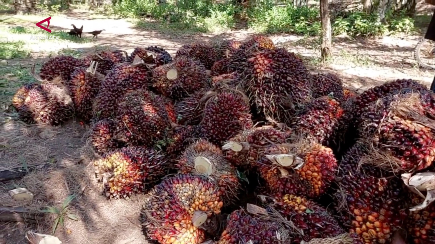Implementasi B50 gerakkan perkebunan sawit rakyat di Kaltim