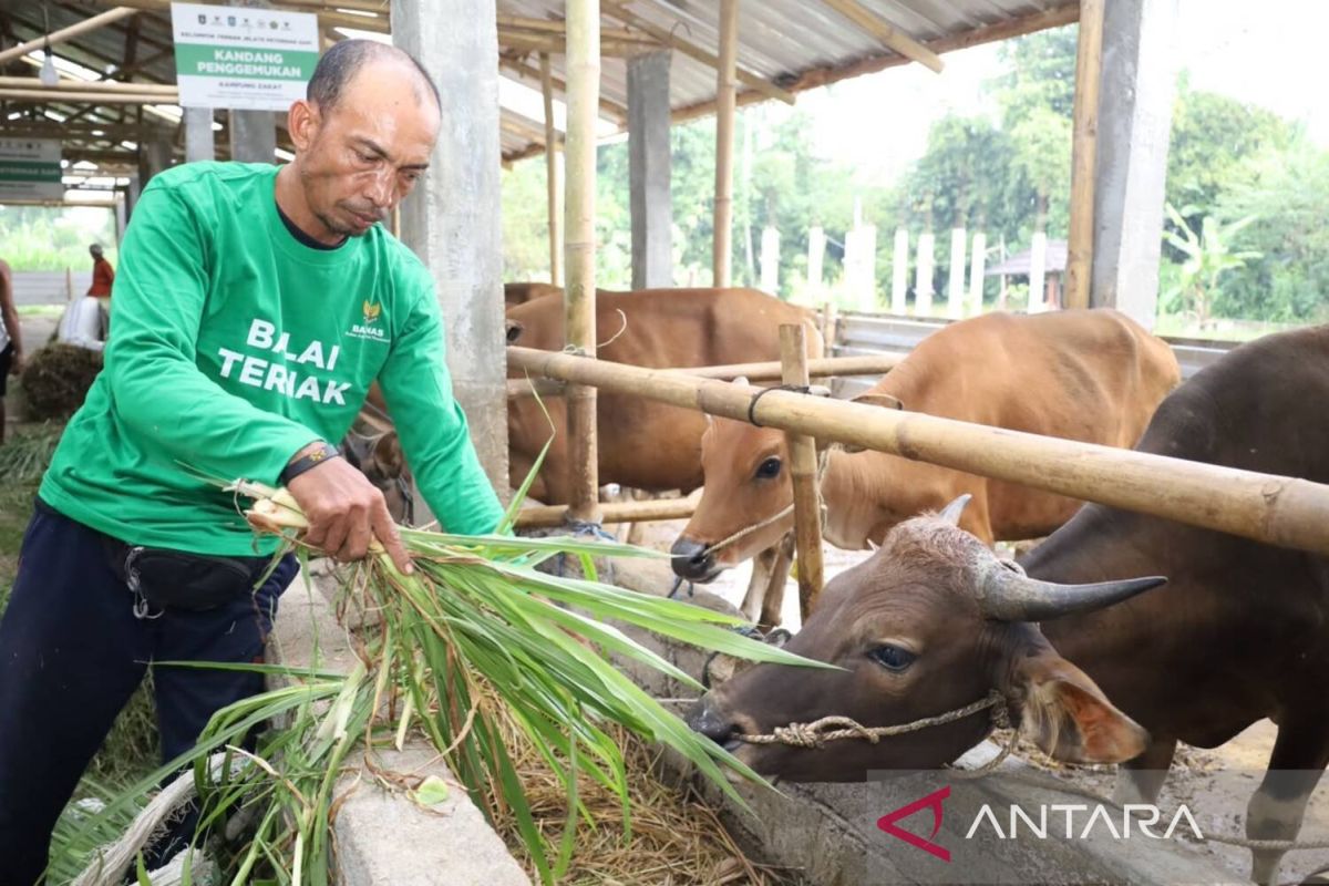 New Policy: Lampaui target, program kurban Baznas sukses angkat ekonomi mustahik