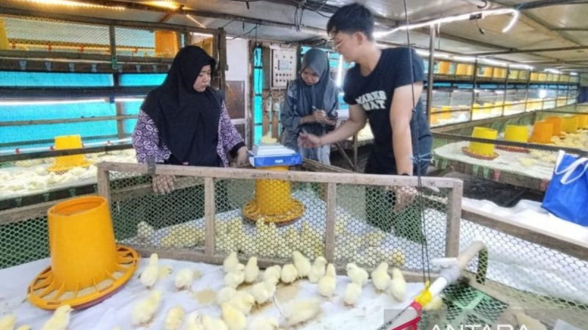 DPKH Kaltim bina peternak lokal pastikan bibit unggas sehat dan teruji
