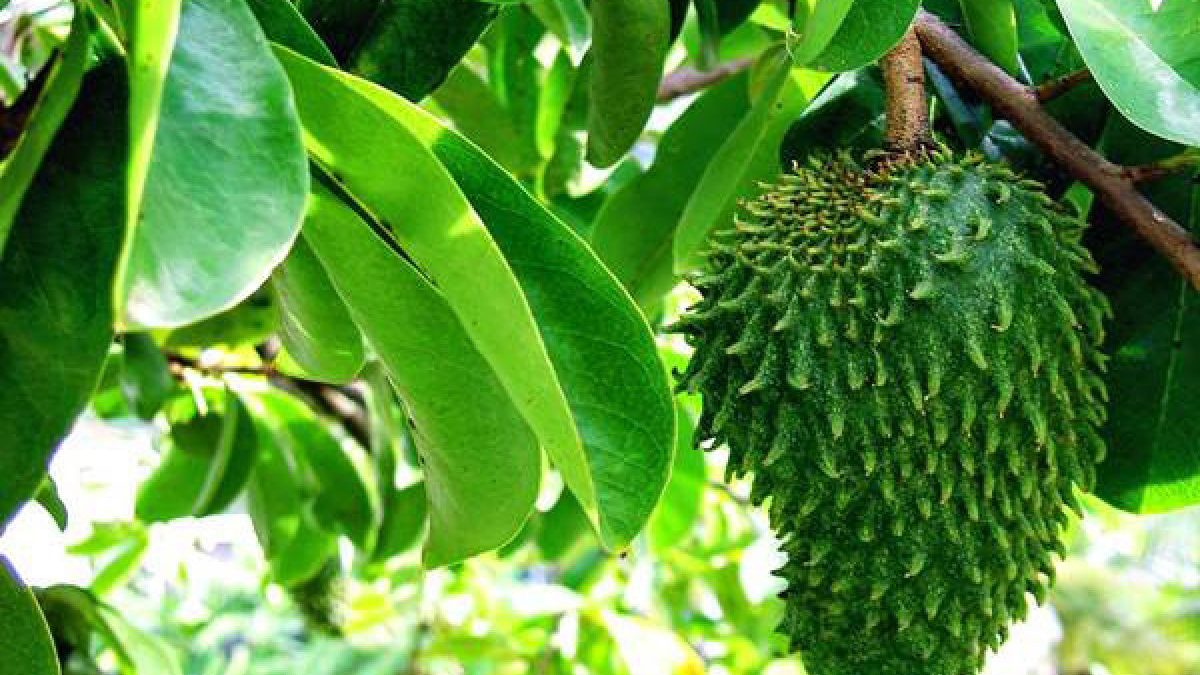 20171020ilustrasi_daun_dan_buah_sirsak