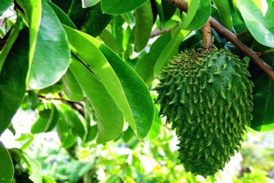 5 manfaat daun sirsak yang telah diteliti, apa saja?