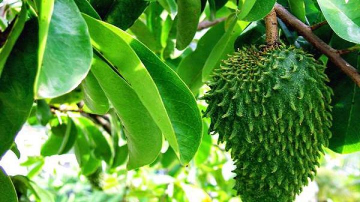 5 manfaat daun sirsak yang telah diteliti, apa saja?