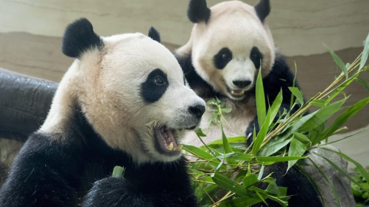 Panda raksasa kembar kelahiran Korsel dijadwalkan kembali ke Tiongkok