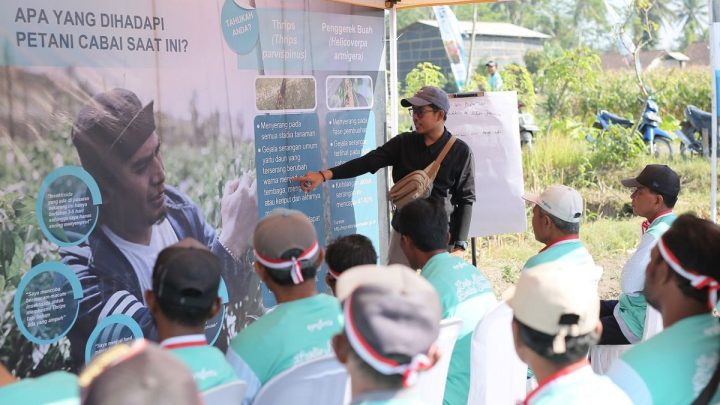 Syngenta luncurkan inovasi atasi serangan “thrips” pada cabai