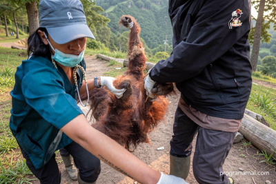 Sebelum mati, Orangutan Sempurna ditemukan kritis di kebun sawit