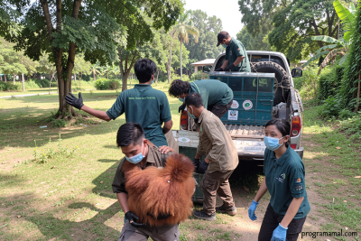 BKSDA Jambi rehabilitasi 5 Orangutan Sumatera hasil penyelamatan